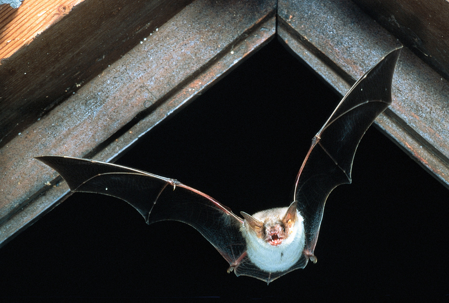 Fledermaus Mausohr_ins_Quartier_einfliegend_copyright_NABU_Eberhard_Menz
